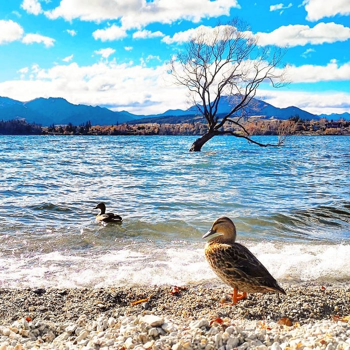 Tham qua hồ nước Wanaka New Zealand thơ mộng