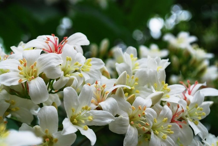Ngỡ ngàng trước vẻ đẹp lạ thường bốn mùa hoa tại Bình Liêu 