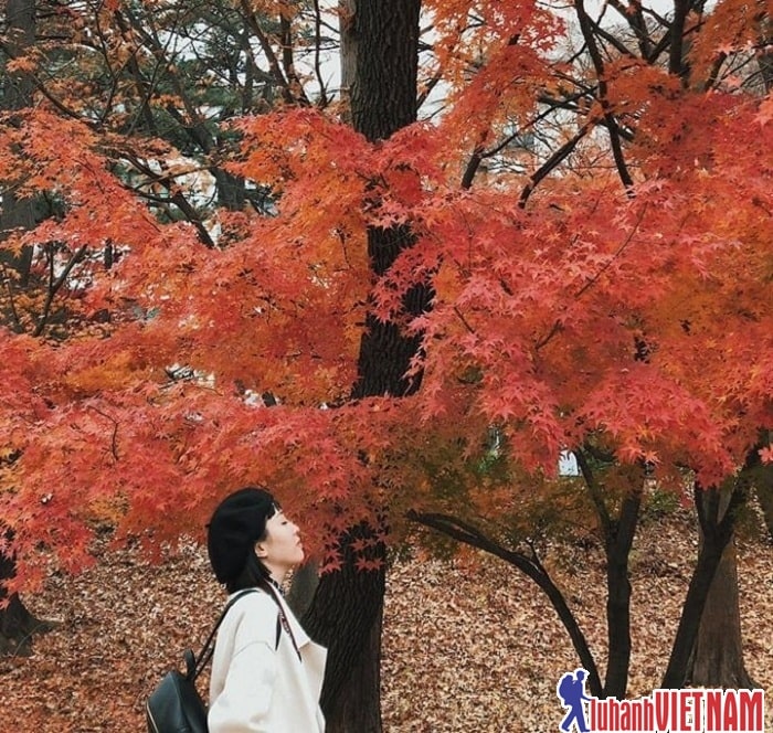 Kinh nghiệm du lịch Hàn Quốc tự túc của cô nàng Linh Bún chi tiết từ A-Z