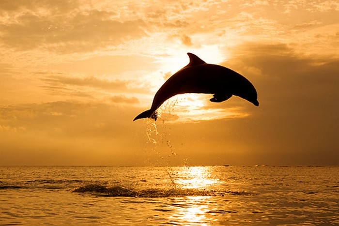 len-lich-trinh-kham-pha-si-phan-don-thoi-nao-13