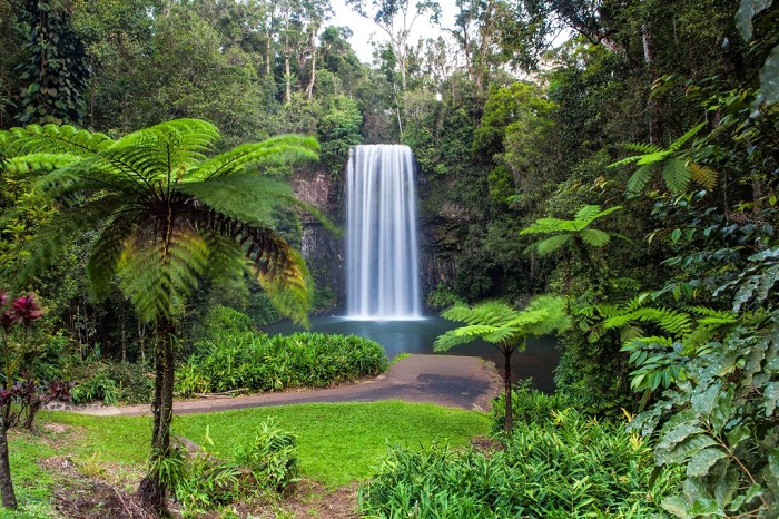 Thác Millaa Millaa - thác nước có thể bơi ở Úc