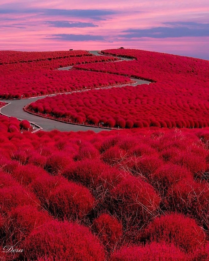 đồi cỏ Kochia Nhật Bản - tham quan khung cảnh đẹp