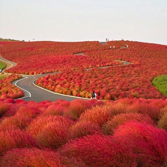 đồi cỏ Kochia Nhật Bản - địa điểm ngắm lý tưởng