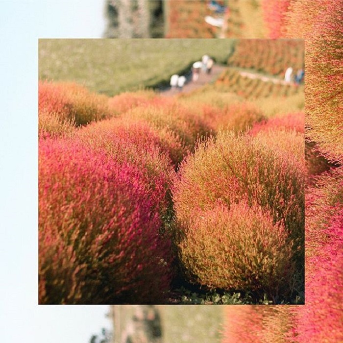 đồi cỏ Kochia Nhật Bản - địa điểm ngắm đẹp