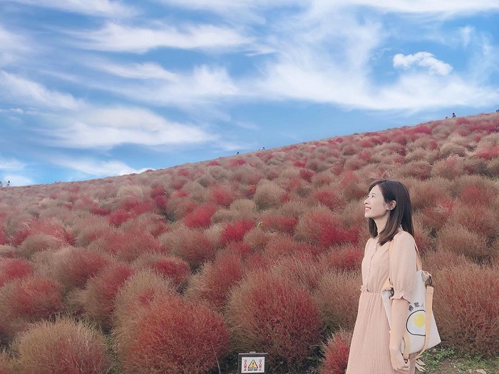 đồi cỏ Kochia Nhật Bản - tham quan mùa đông