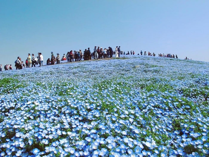 đồi cỏ Kochia Nhật Bản - tham quan hoa cỏ