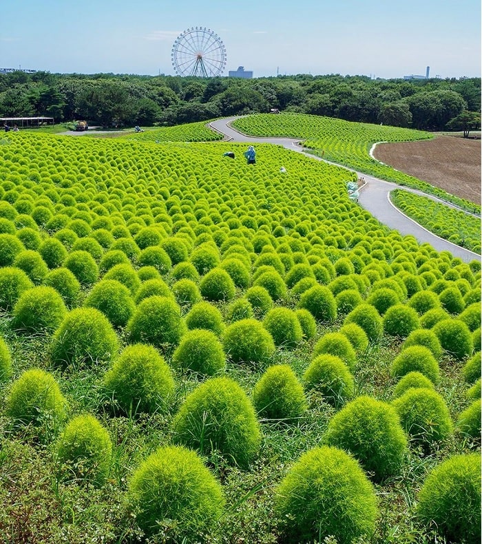 đồi cỏ Kochia Nhật Bản - tham quan mùa hè