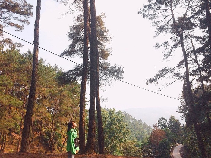 Yen Minh pine forest - Lost in the land of dreamers 