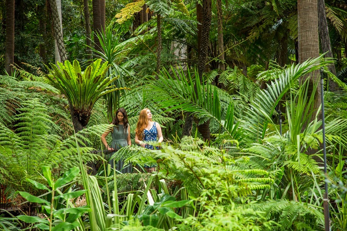 Vườn Bách thảo Hoàng gia Victoria - liệu pháp rừng