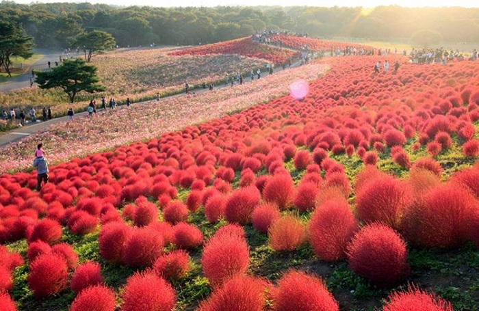 đồi cỏ Kochia Nhật Bản - thời điểm đến đẹp nhất