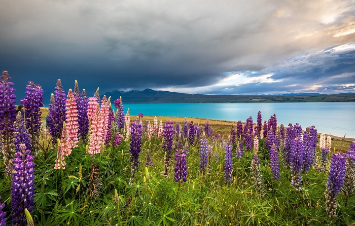 Hồ Tekapo - Những địa điểm du lịch New Zealand nổi tiếng nhất