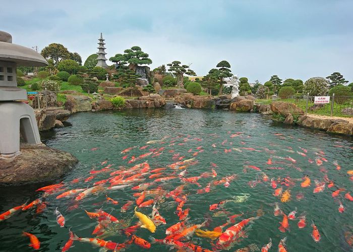Koi fish pond in Dung Tan tourist area 