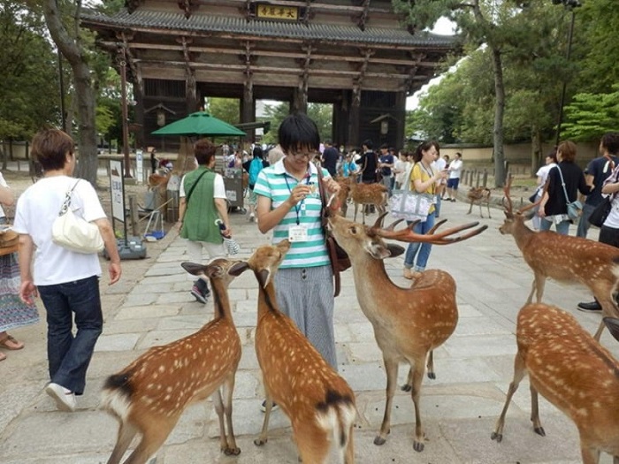 Cho nai ăn - Trải nghiệm thú vị ở công viên Nara Park