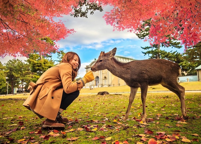Vẻ đẹp mùa thu lãng mạn ở công viên Nara Park, Nhật Bản