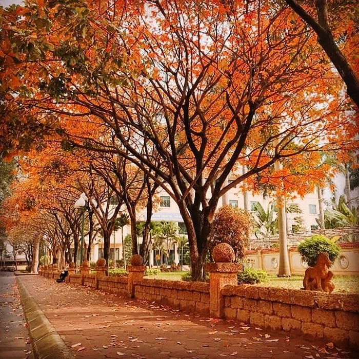 Experience Hanoi's autumn - take pictures on the road with yellow leaves