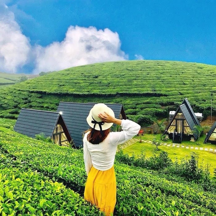 Visit the fairy heart tea hill in Moc Chau