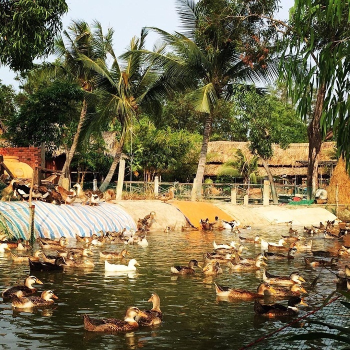 Experience going to 5Ku Farm Saigon - raising ducks