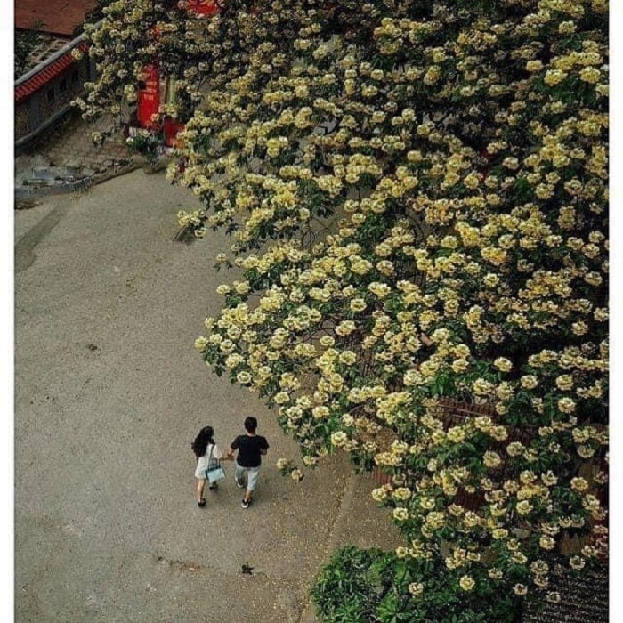 Experiencing the autumn of Hanoi - inhaling the scent of milk flowers