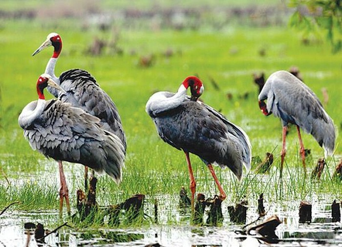  Ngoc Hien Ca Mau bird sanctuary - red-crowned crane
