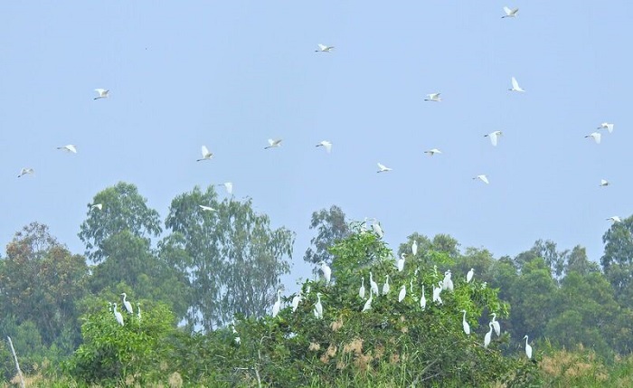  Ngoc Hien Ca Mau bird sanctuary - where?