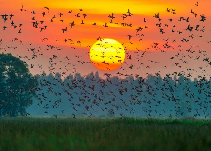  Ngoc Hien Ca Mau bird sanctuary - watch the sunset