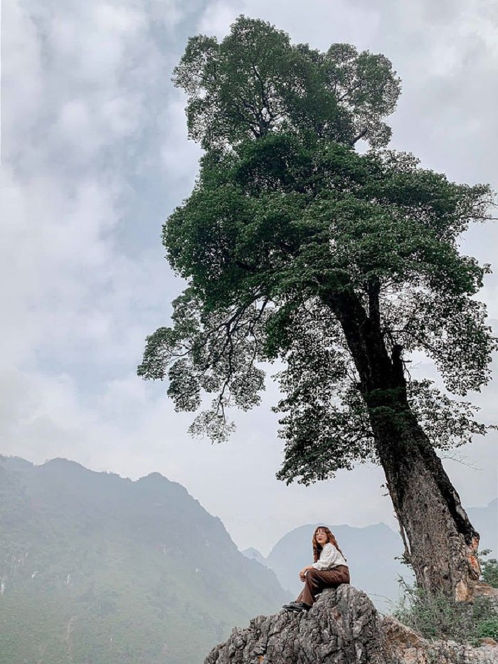 In addition to the lonely tree in the West Lake of Vietnam, there is also a lonely tree in Ha Giang