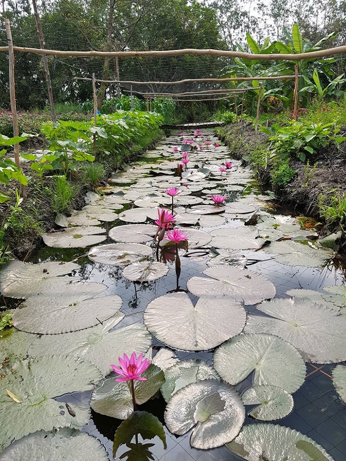 Vườn sinh thái Xẻo Nhum - khu trồng hoa