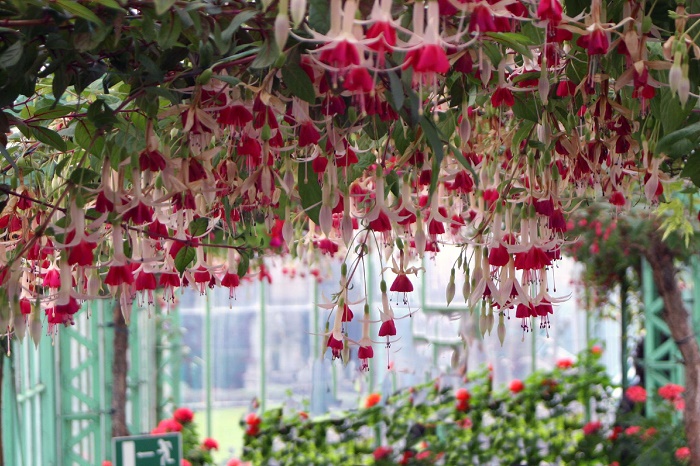 Chiêm ngưỡng thực vật nhiệt đới trong một khung cảnh tuyệt đẹp - Nhà kính hoàng gia Laeken Bỉ