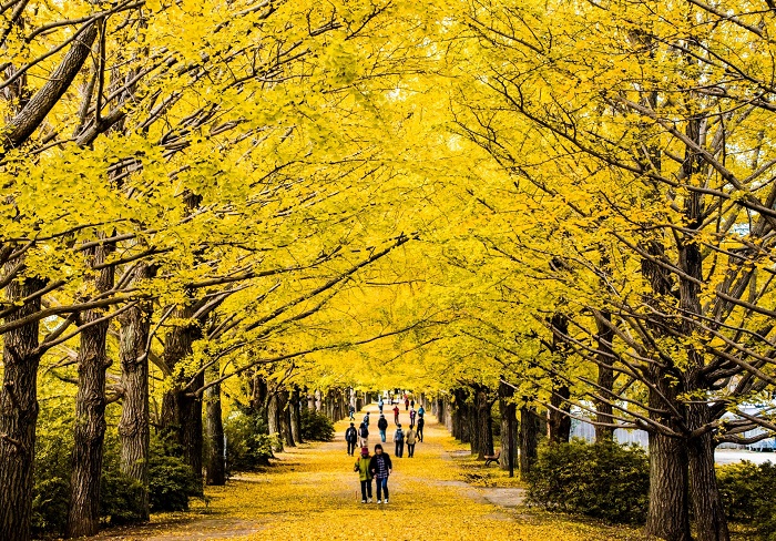  Meiji Jingu Gaien - địa điểm ngắm lá đỏ ở Tokyo
