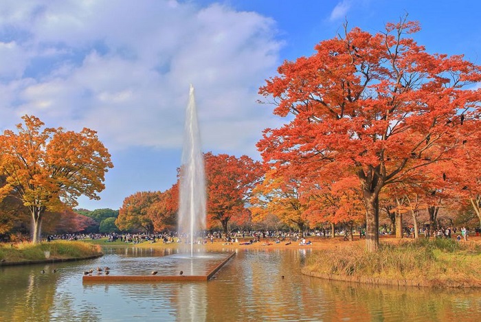 Công viên Yoyogi - địa điểm ngắm lá đỏ ở Tokyo