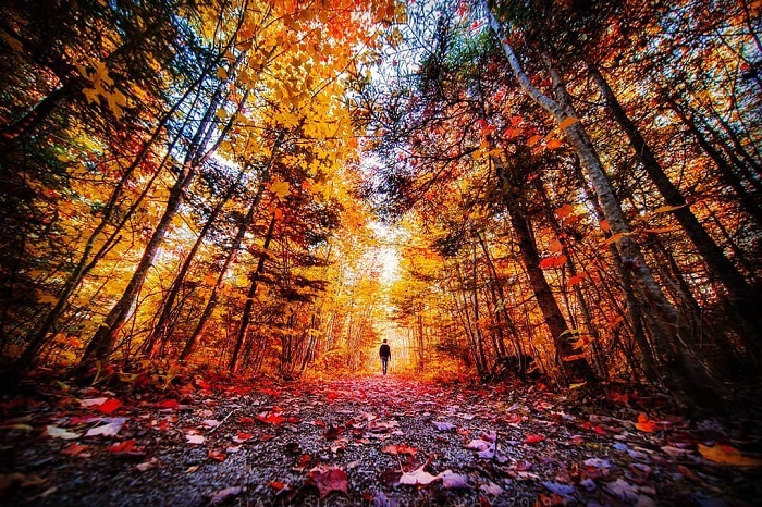Ngắm lá mùa thu trên đảo Price Edward - ngắm lá mùa thu ở Canada