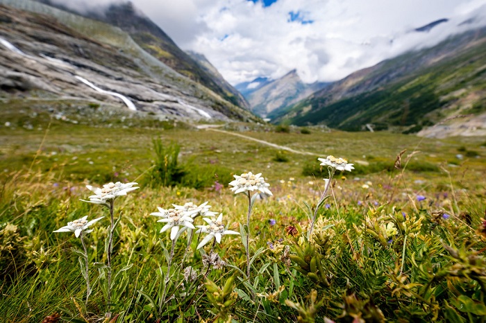 Hoa Edelweiss chỉ mọc trên núi cao - Những cánh đồng hoa đẹp nhất Châu Âu