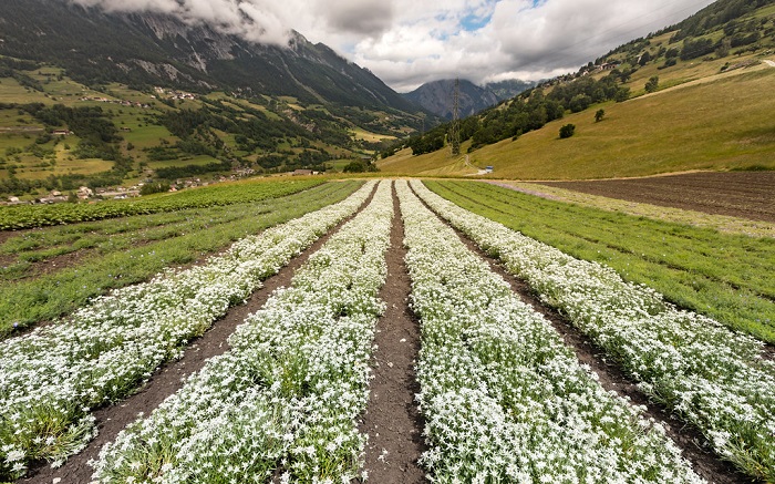Cánh đồng hoa Edelweiss - Những cánh đồng hoa đẹp nhất Châu Âu