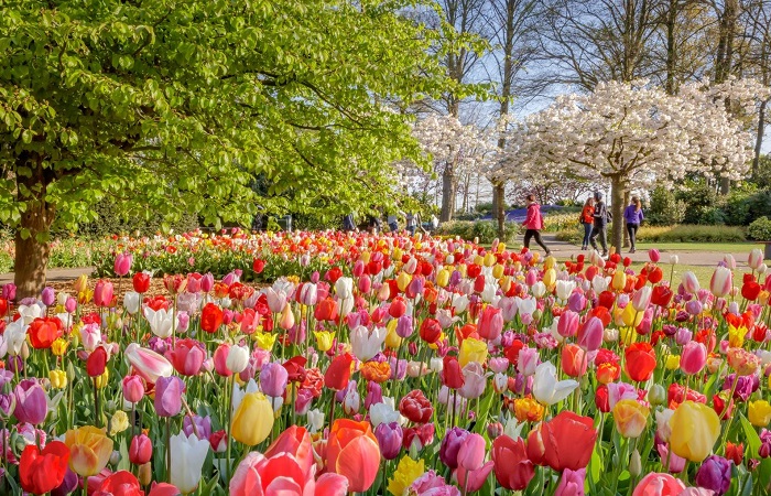 Vườn Keukenhof, Hà Lan - Những cánh đồng hoa đẹp nhất Châu Âu