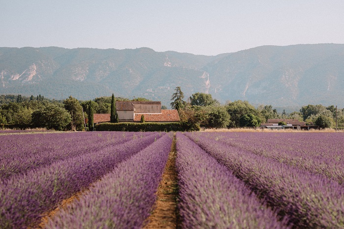 Những cánh đồng hoa oải hương Provence bạt ngàn - Những cánh đồng hoa đẹp nhất Châu Âu