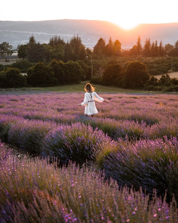 Cánh đồng hoa oải hương Provence - Những cánh đồng hoa đẹp nhất Châu Âu