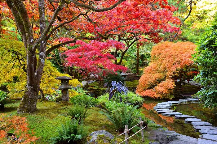 Vườn Nhật Bản - ngắm lá mùa thu ở Canada