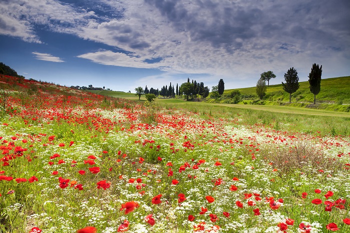 Cánh đồng cây thuốc phiện hoang dã ở Tuscany - Những cánh đồng hoa đẹp nhất Châu Âu