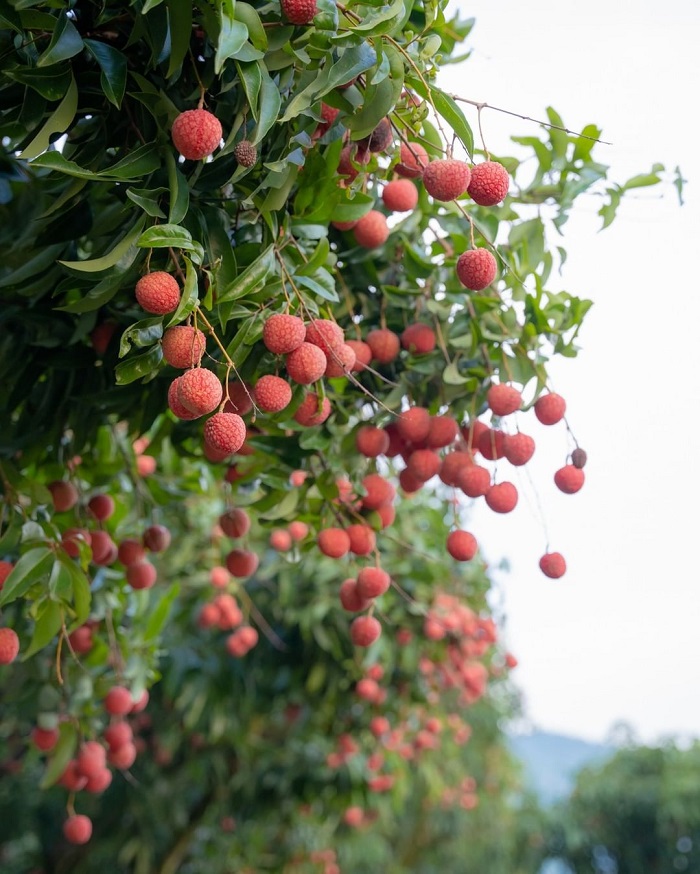 Vải thiều là một trong các loại trái cây đặc sản miền Bắc