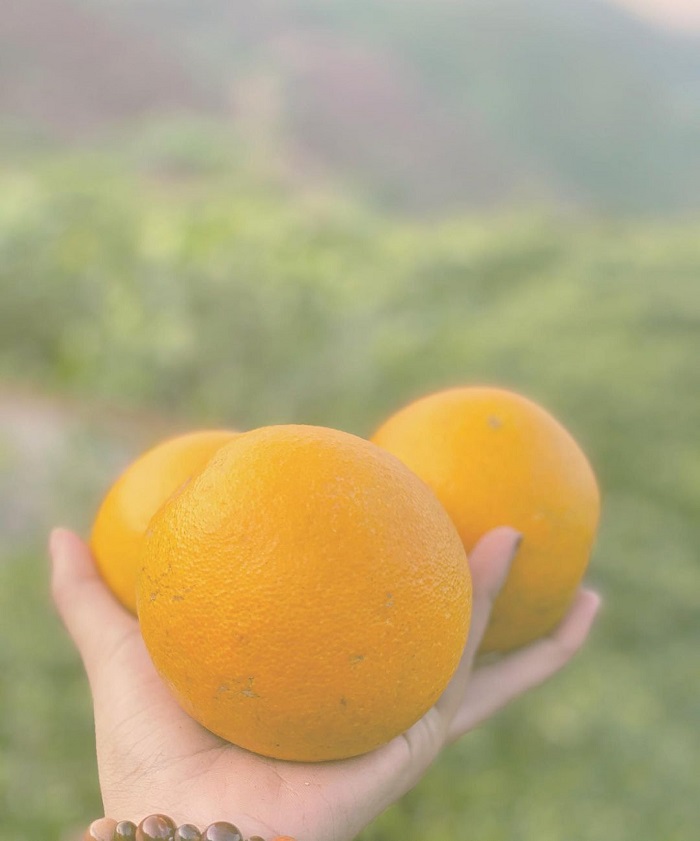 Cao Phong orange is one of the specialty fruits of the North