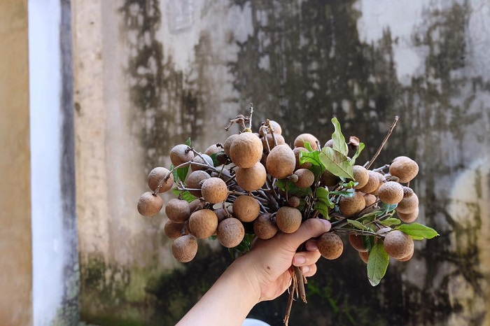 Longan is one of the specialty fruits of the North