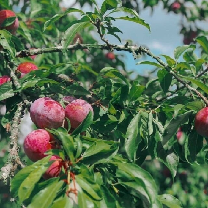 Mận Tam Hoa là một trong các loại trái cây đặc sản miền Bắc