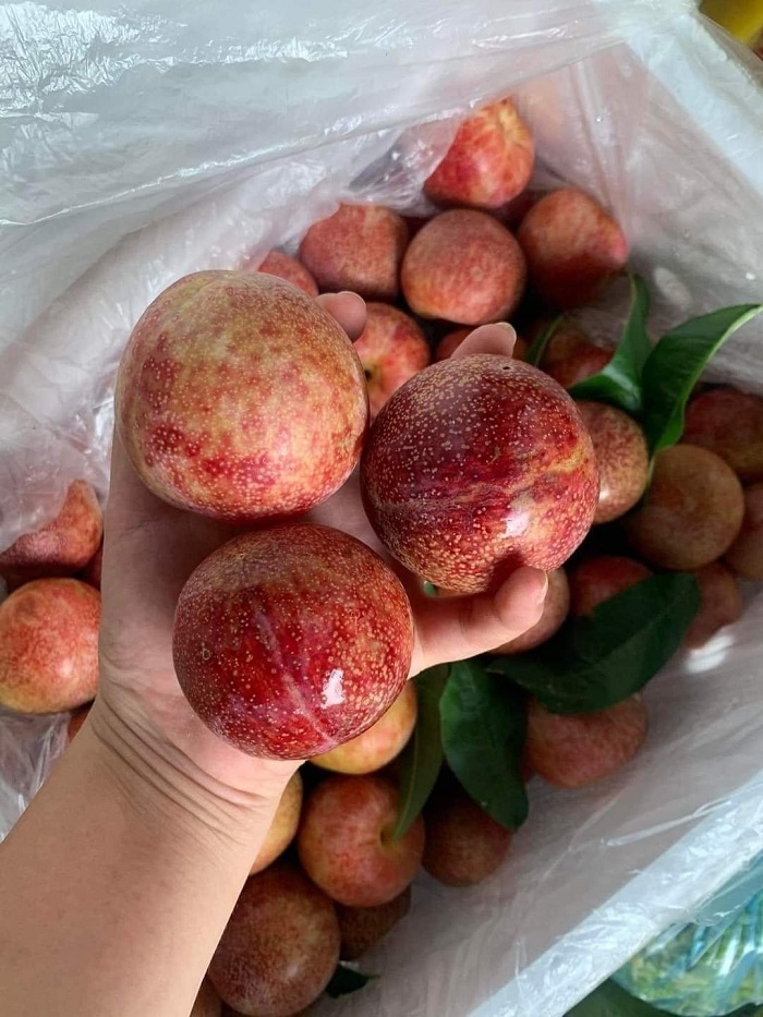 Tam Hoa plum is one of the specialty fruits of the North