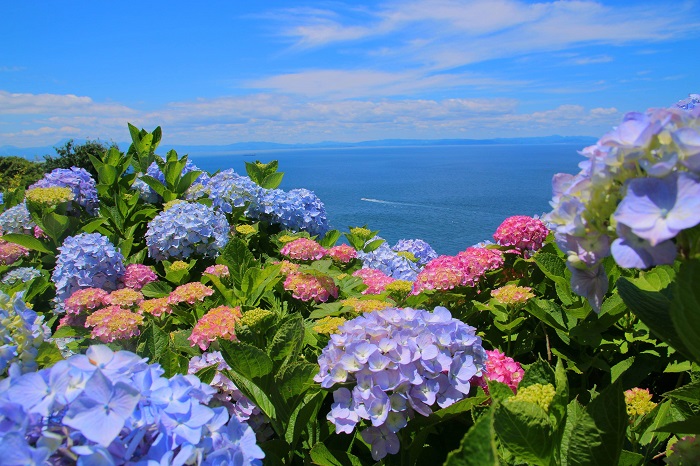 Cánh đồng hoa cẩm tú cầu đảo Azores - Những cánh đồng hoa đẹp nhất Châu Âu