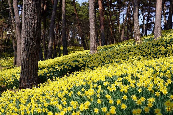Cánh đồng hoa thủy tiên vàng Farndale - Những cánh đồng hoa đẹp nhất Châu Âu