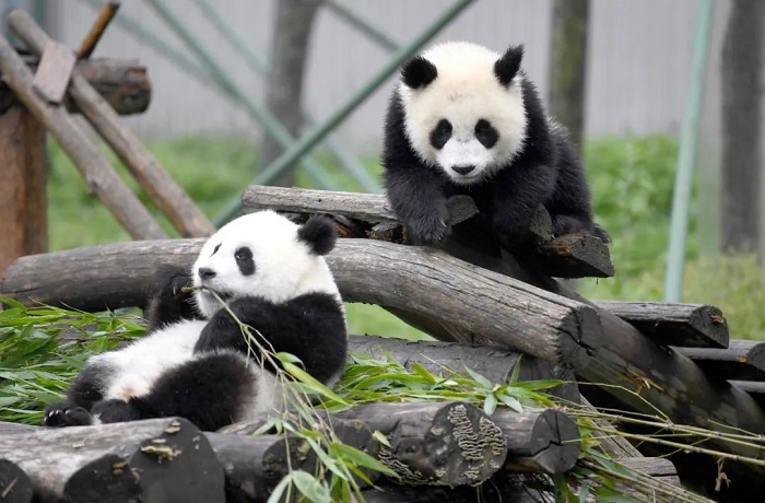 Chiêm ngưỡng quốc bảo Trung Quốc tại công viên gấu trúc Tứ Xuyên