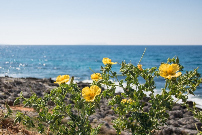 Những cánh đồng hoa dại Crete - Những cánh đồng hoa đẹp nhất Châu Âu