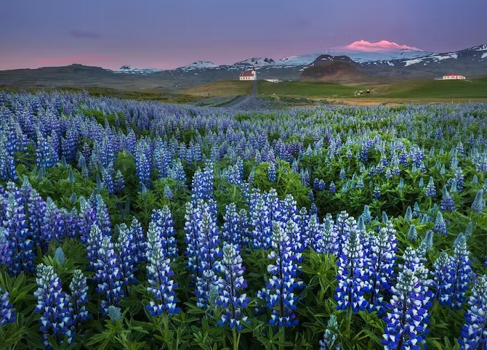 Cánh đồng Lupin ở Iceland - Những cánh đồng hoa đẹp nhất Châu Âu