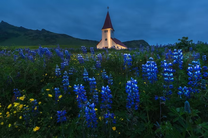 Những cánh đồng hoa đẹp nhất Châu Âu