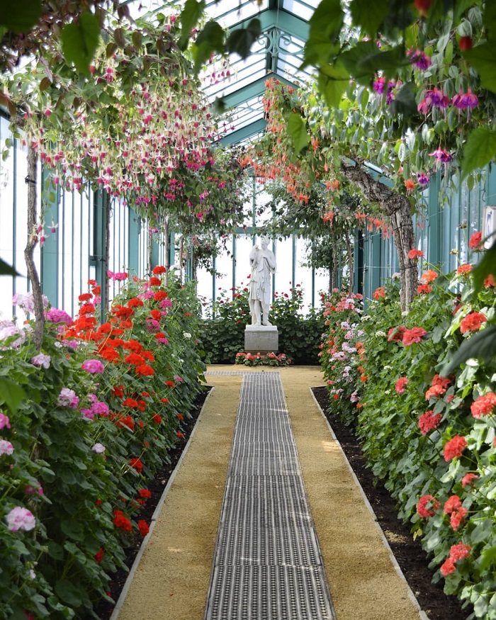 Cả một khu vườn đầy các loài hoa phong lữ - Nhà kính hoàng gia Laeken Bỉ